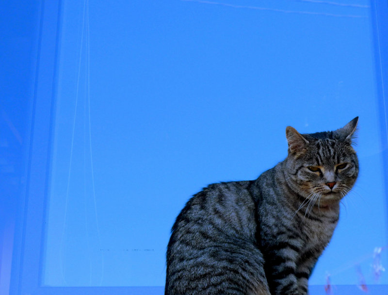 Blue cat