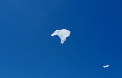 Plastic bag in the wind