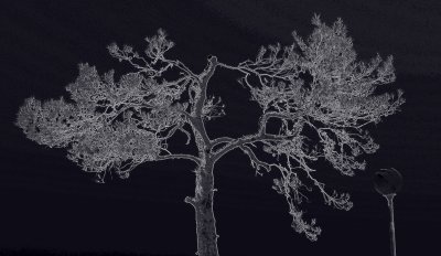 Digital Tree 