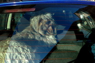 Dog in car