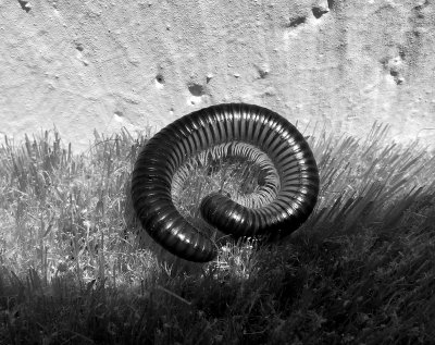 millipede