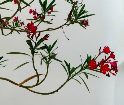 Oleander