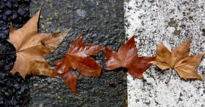 Leaves on the street