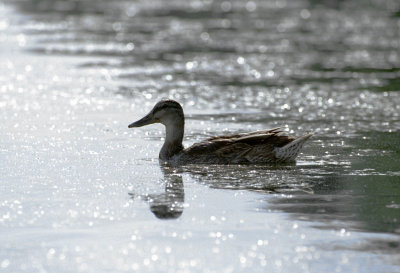 Looks like female Mallard: (Anas platyrhynchos)