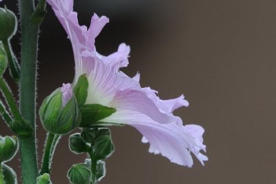 Apr 24  Hollyhock