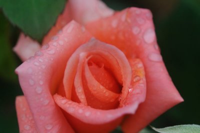 Dec 20 Roses in the rain...