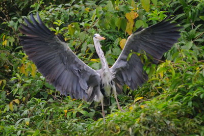 Feb 16  Anorexic Eagle?  