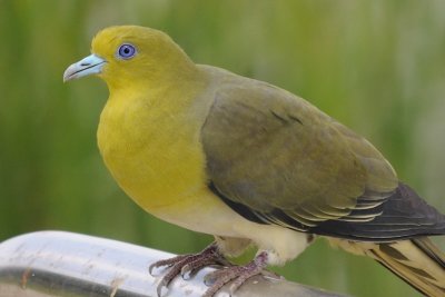 July 6  White-Bellied Green Pigeon