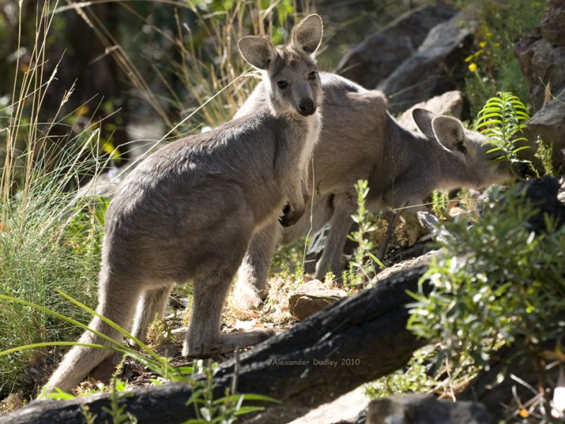 Wallaroo and mum, Osphranter robustus