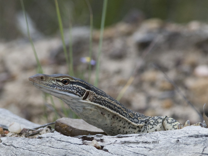 Sand Goanna, Varanus (Pantherosaurus) gouldii