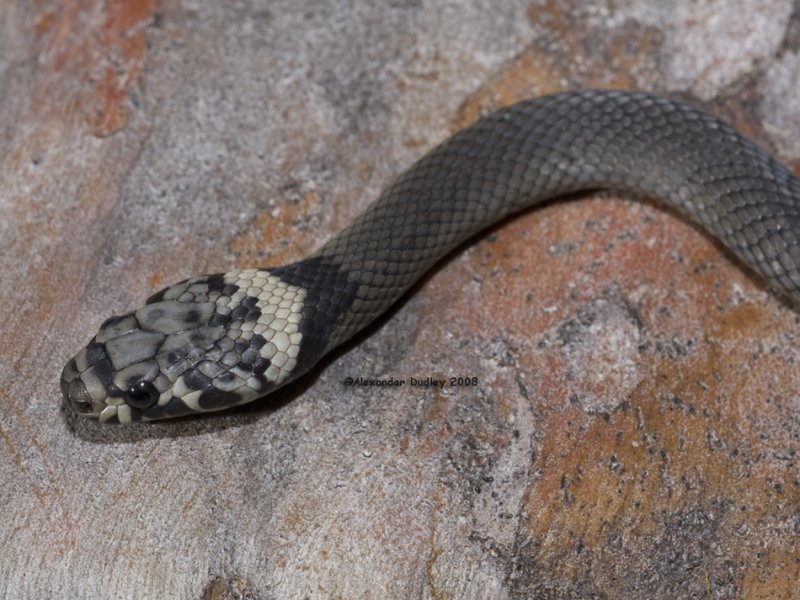 Pale-headed Snake, Hoplocephalus bitorquatus