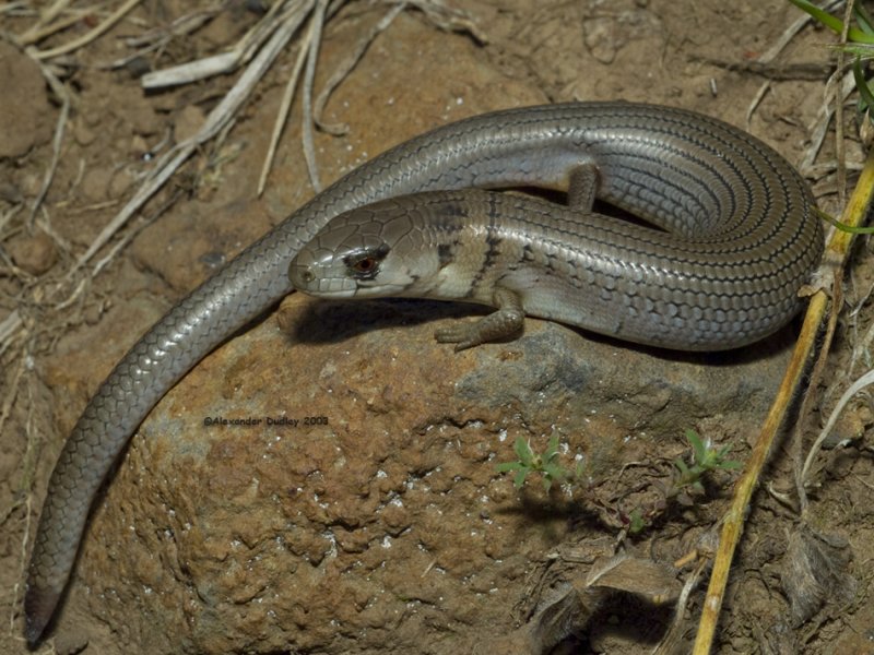 Cyclodomorphus michaeli