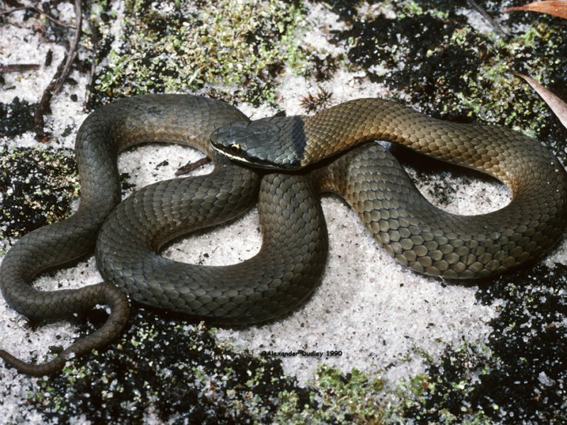 Drysdalia coronata