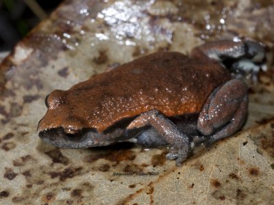 Pseudophryne coriacea