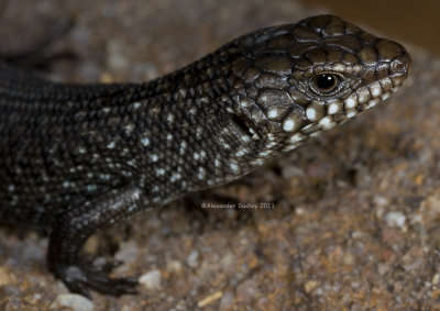 Juvenile Scaleyback, Egernia cunninghami