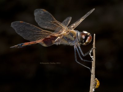 Kimberley Dragonfly