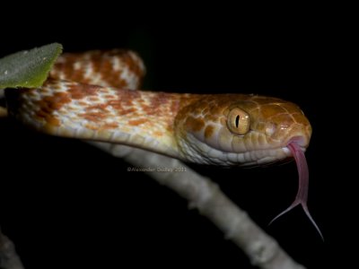 Brown Tree Snake Boiga irregularis