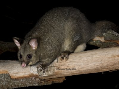 Common Brushtail Possum, Trichosurus vulpecula