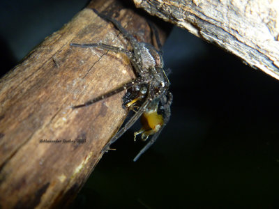 Nursery-web spider eating frog