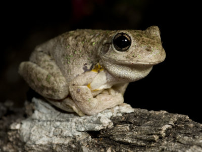 Perons Tree Frog, Litoria (Pengilleyia) peronii