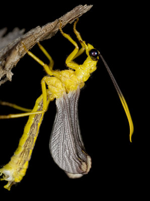 Nymphes sp. Neuroptera: Myrmeleontidae