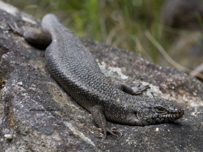 Black Rock skink, Egernia saxatilis