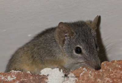 Yellow-footed Antechinus, Antechinus flavipes