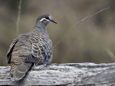 Common Bronzewing