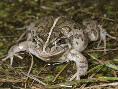 Spotted Marsh Frog Limnodynastes tasmaniensis