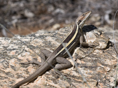 Long-nosed Dragon, Gowidon longirostris