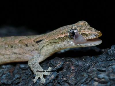Mournful gecko, Lepidodactylus lugubris