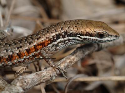 Eugongylid Skinks