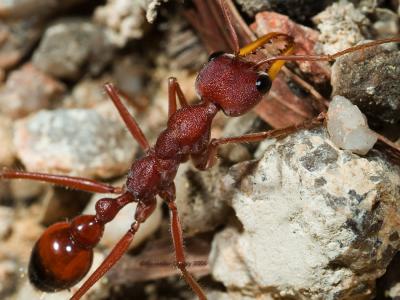 Red Bull ant, Myrmecia sp.