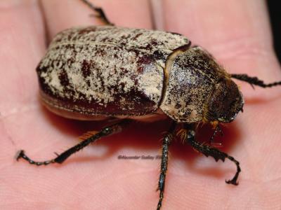 Greyback Cane Beetle, Dermolepida albohirtum