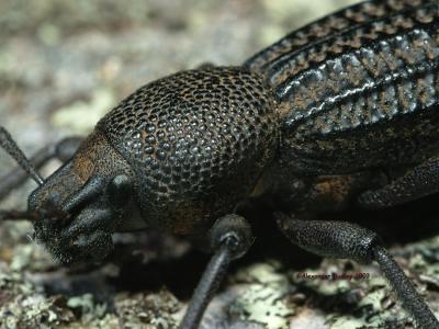 Weevil, Curculionidae  Phalidura frenchi