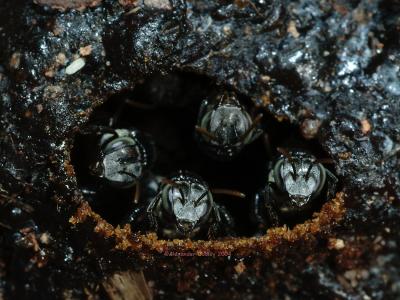 Native Bees, Trigona sp.