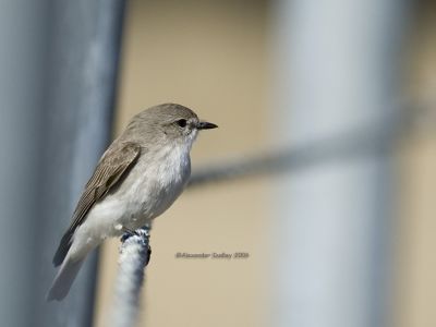 Flycatchers and Robins