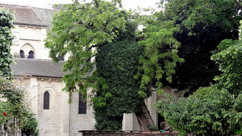 Le plus vieil arbre de Paris (plant en 1601)