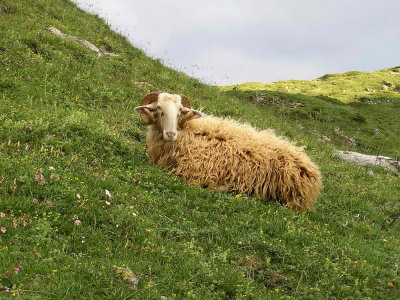 Mouton de Lurd