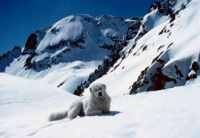 Ami Patou au Pic d'Algas (3036 m)