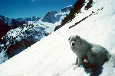 Ami Patou au Pic d'Algas (3036 m)