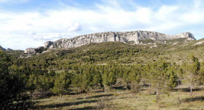 Dans les Alpilles