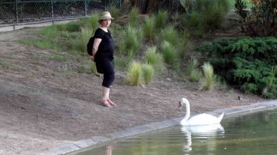 Bonjour Mr le Cygne !