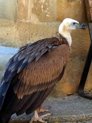 Un vautour fauve familier dans la Sierra de Guara