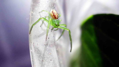 Araignée verte (4 mm) sur le rebord d'un verre