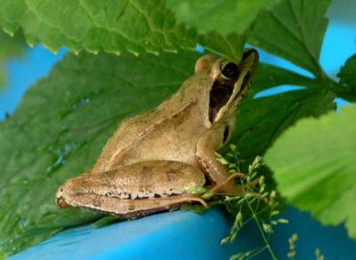 Petite grenouille en visite