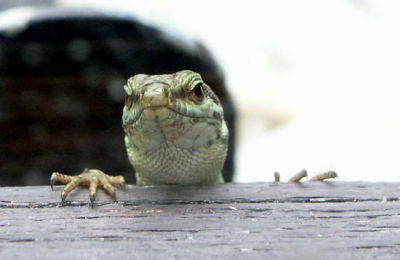Petit curieux à la fenêtre