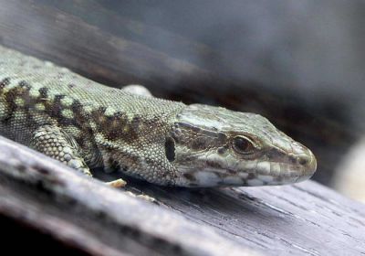 Curiosité micro-reptilienne