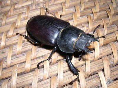 Lucane à courtes pinces