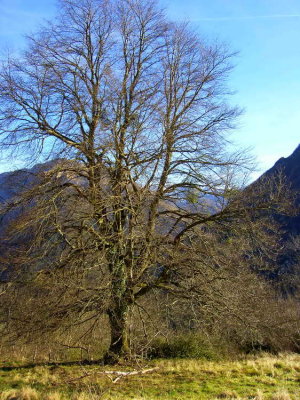 Arbre de Serrot-Ichre